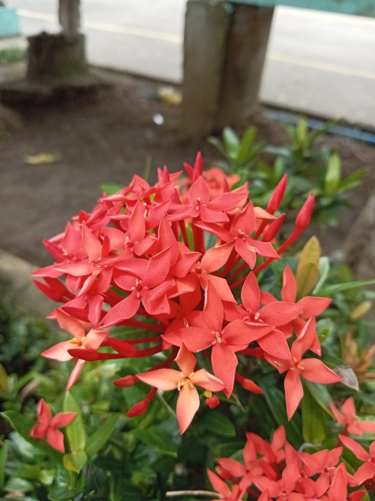 OPPO A57 Full Review 14 - balastech Rear camera sample