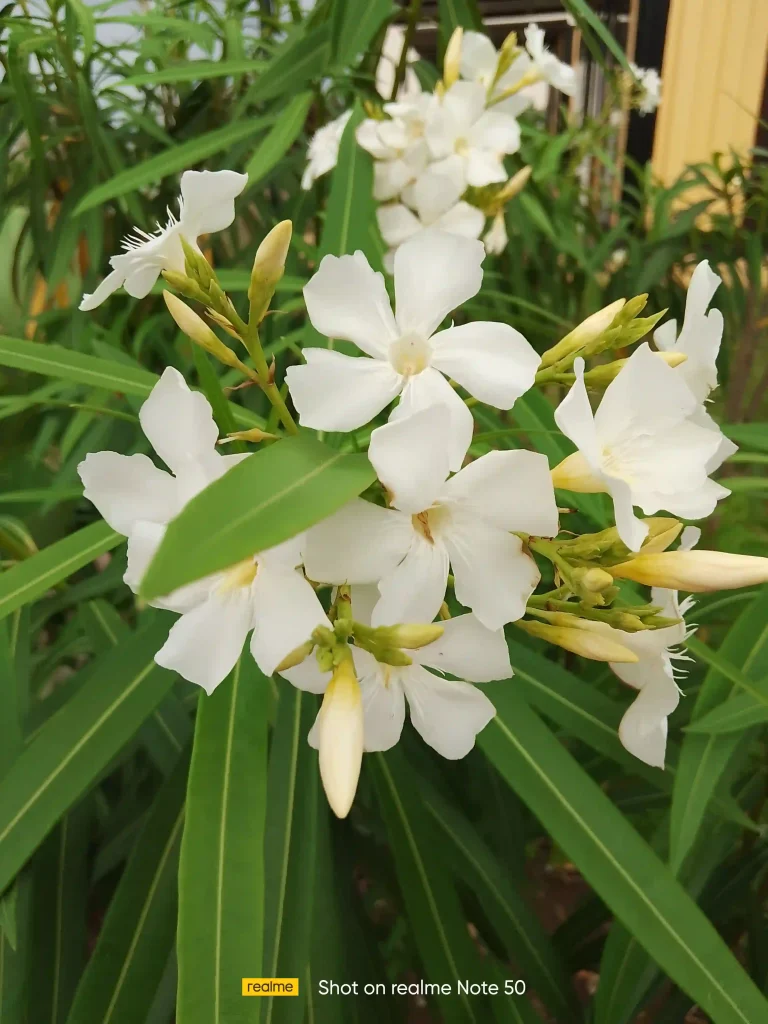 realme Note 50 rear camera sample - closeup