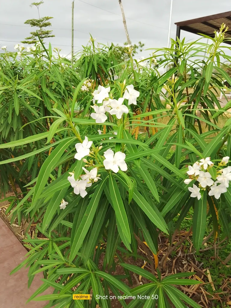 realme Note 50 rear camera sample