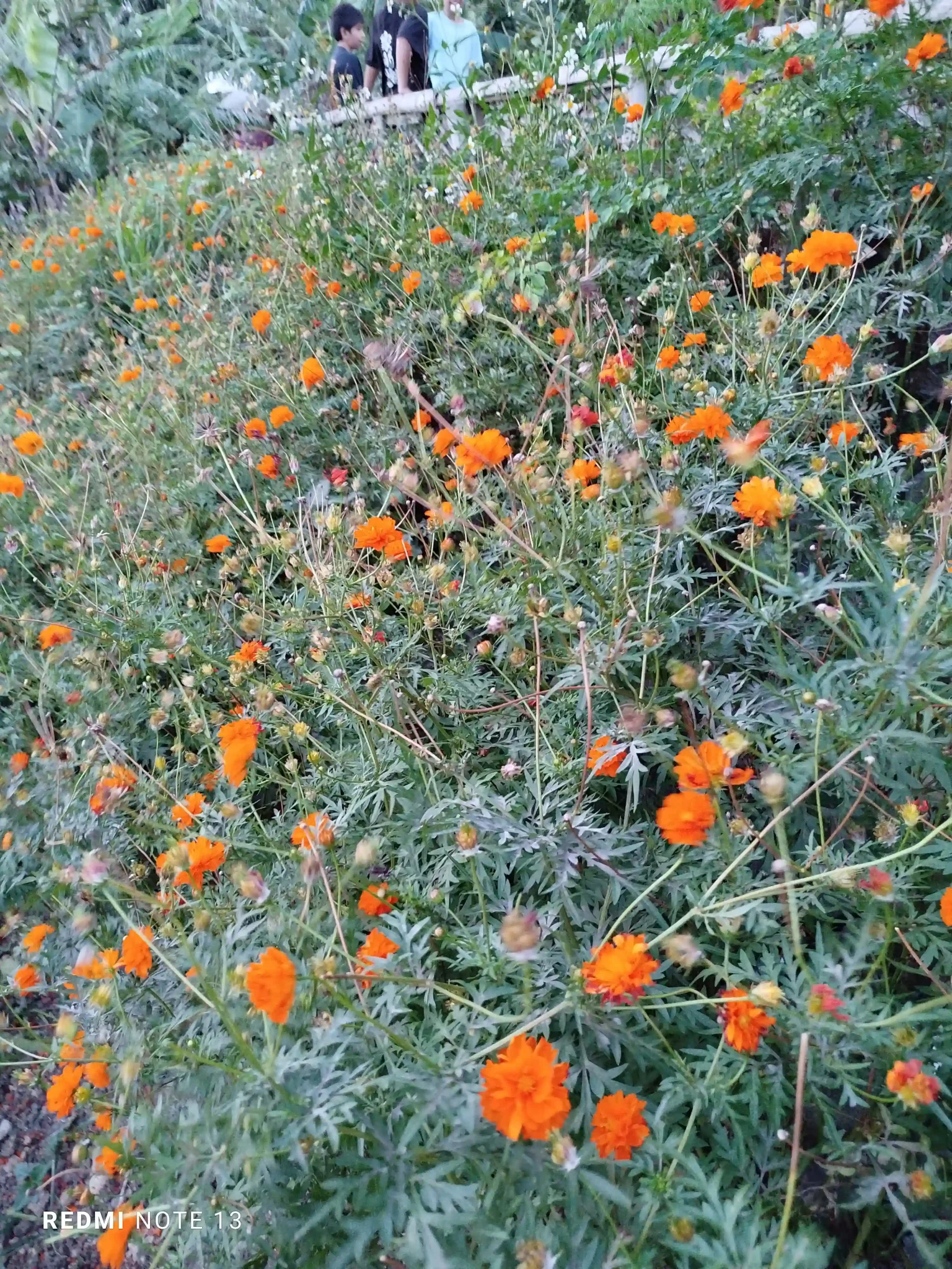 Redmi Note 13 Rear Camera - Normal Mode(3)