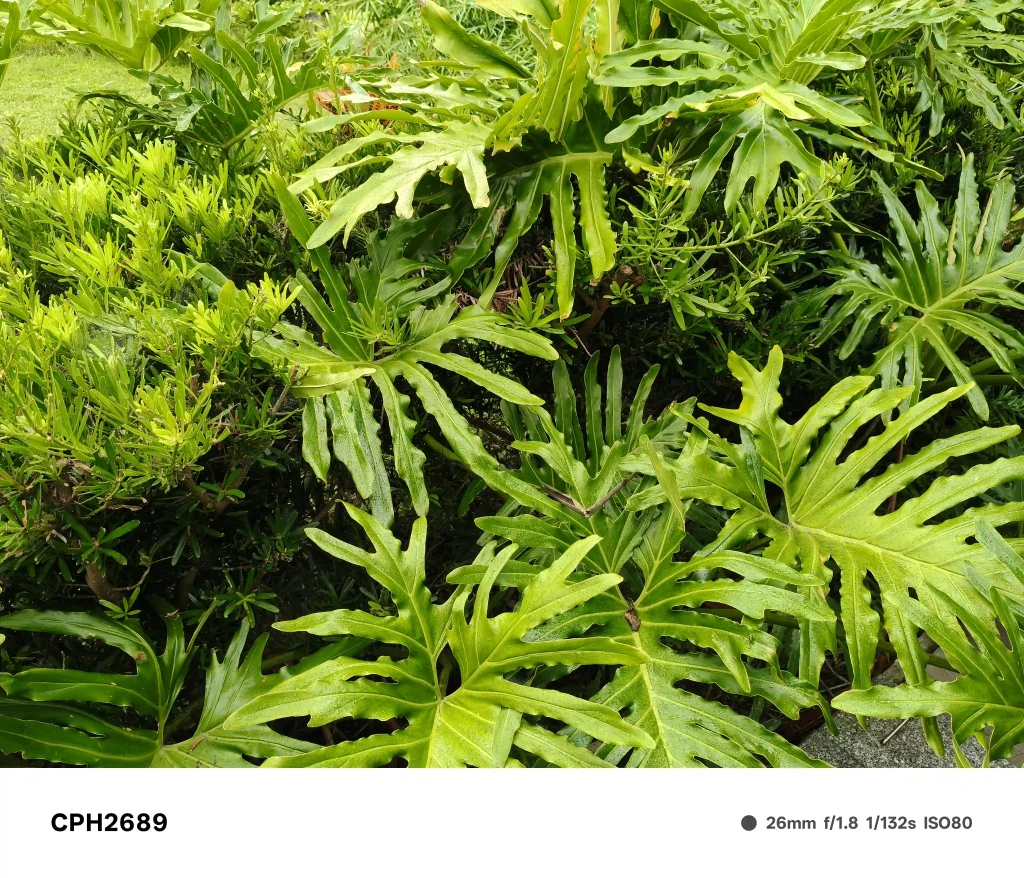 OPPO Reno13 5G Main Camera Normal Mode