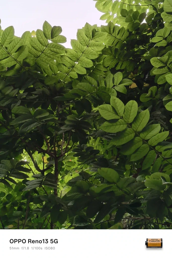 OPPO Reno13 5G Main Camera Normal Mode(4)