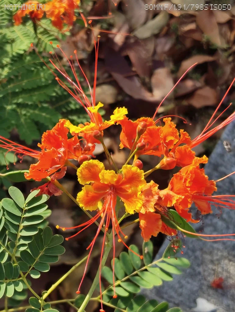 Nothing Phone (4a) Rear Camera - Normal Mode (11)