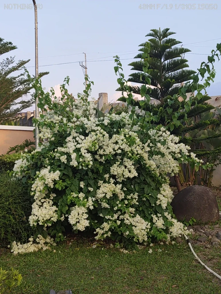 Nothing Phone (4a) Rear Camera - Normal Mode (9)