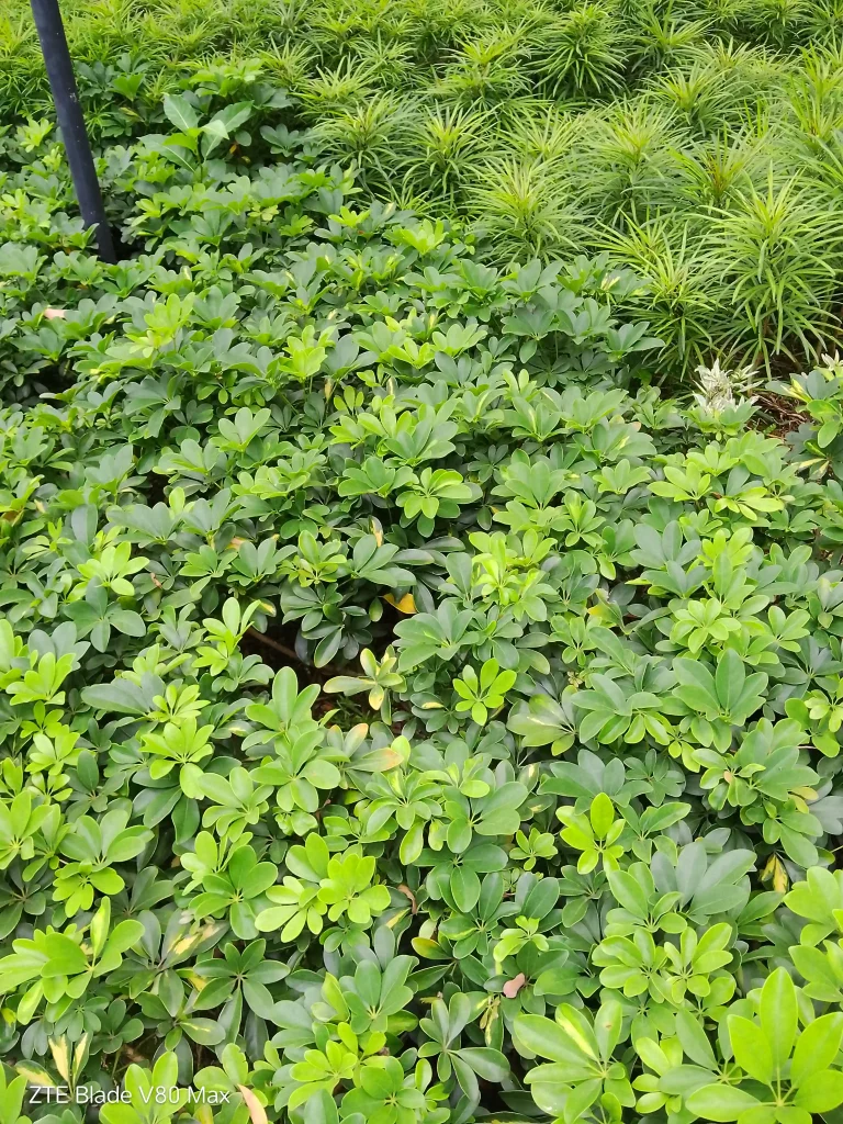 nubia V80 Max Rear Camera - Normal Mode (9)